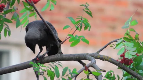 Bird on tree (rooks on birch) 9 库存影片 42127449