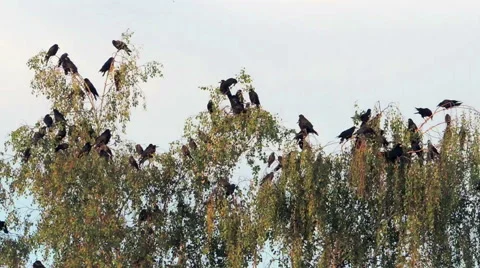Bird on tree (rooks on birch) Video stock 42127492
