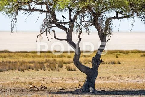 Bird In A Tree In Southern Africa Stock Photos
