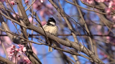 Bird on the tree, spring flowers Stock Footage 237432691