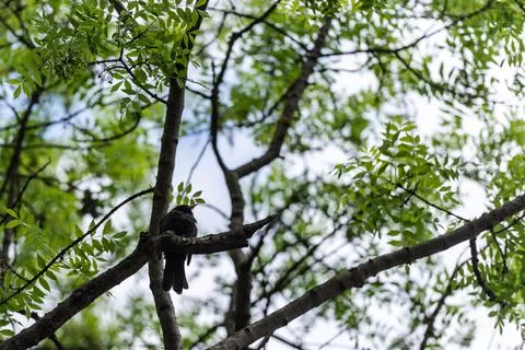 Bird on a tree in spring Stock Photos