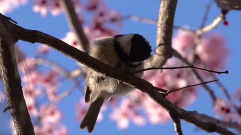 Bird on the tree, spring pink flowers Stock Footage 237432778