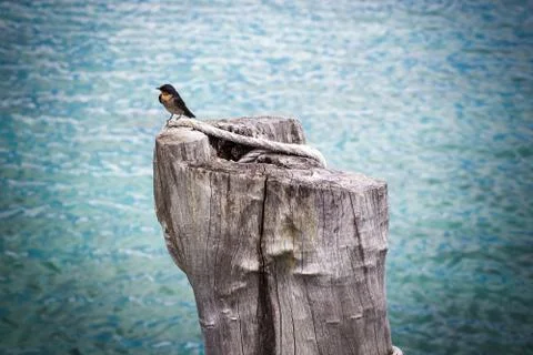 Bird on tree stump Stock Photos