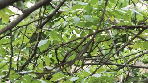 Bird in tree. summer. tree sparrow bird perched in tree dark background stunn Stock-Footage 110705077
