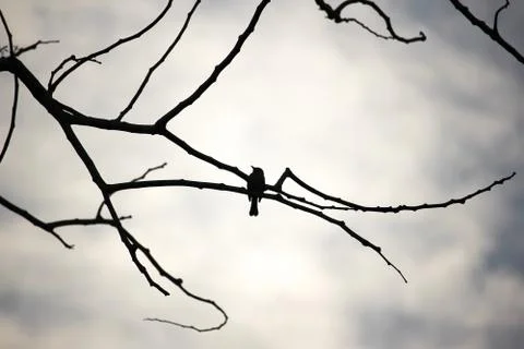 Bird on tree in sunset time Stock Photos
