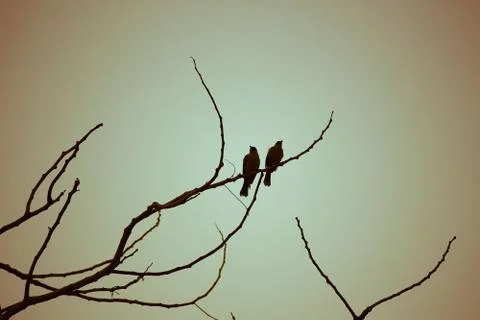 Bird on tree in sunset time Stock Photos