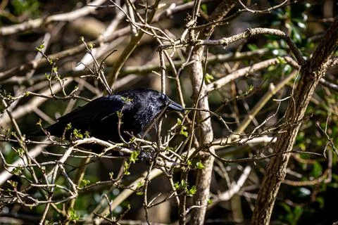 A bird in a tree taking twigs for building its nest Stock Photos