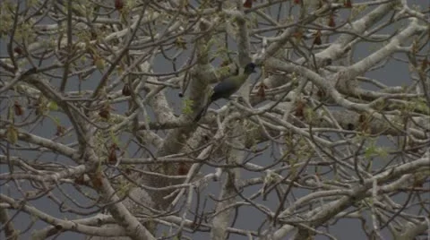 Bird in tree, then flies away. Niassa Reserve, Mozambique. Stock Footage 23764140
