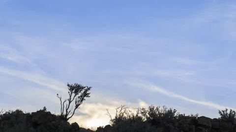 Bird In a Tree Time Lapse Video stock 40497991