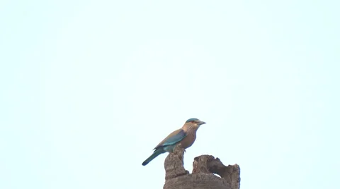 Bird On Tree Top Flies Off Stock Footage 35399349