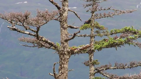 Bird In Tree Two Positions-static CU Whittier Alaska Stock Footage 70001701