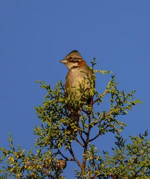 Bird on tree under blue sky Stock Photos