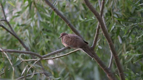 Bird on the tree at windy day. Stock Footage 59659188