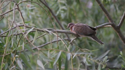 Bird on the tree at windy day. 動画素材 59659962