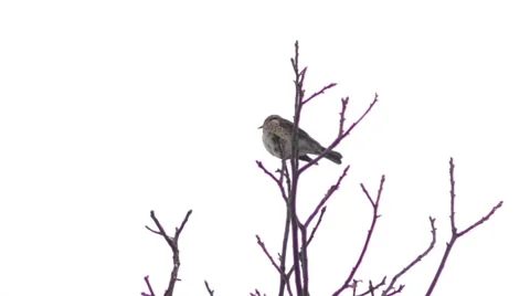 Bird on a tree in winter Stock Footage 59637034