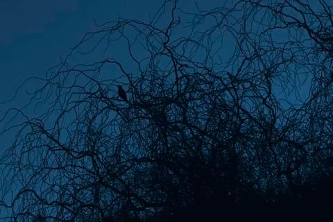 A bird in a tree without leafs in a blue sky Stock Photos