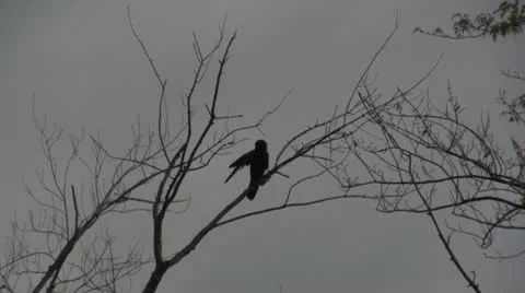 Bird in tree.mp4 Stock Footage 10579674