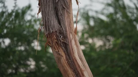 Bird on a tree'sSparrow playing  in the forest perched on a tree trunk. Stock Footage 284440975
