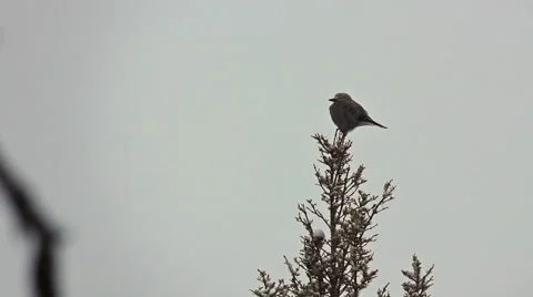 Bird On TreeTop Yellowstone Stock Footage 42402383