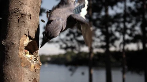 Bird tries to quickly grab some food. Video stock 123445732