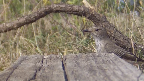 Bird trying to feast in the forest (mid shot). Stock Footage 114909335