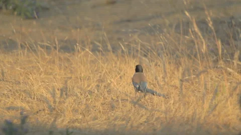 Bird trying to fly 스톡 동영상 107315101