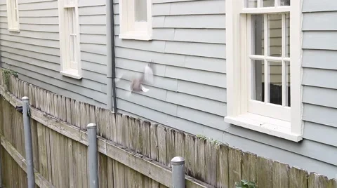 Bird trying to get in window, enters and leaves frame Video stock 46458567
