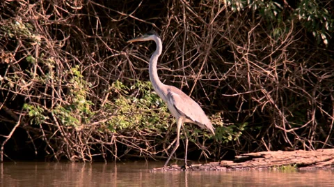 Bird - Tuiuiu Stock Footage 35643026