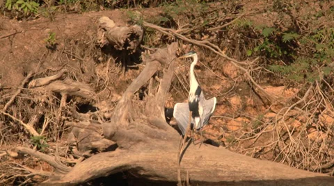 Bird - Tuiuiu Stock Footage 35643040