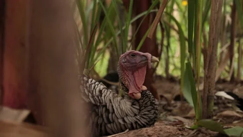 Bird turkey Stock Footage 203923306