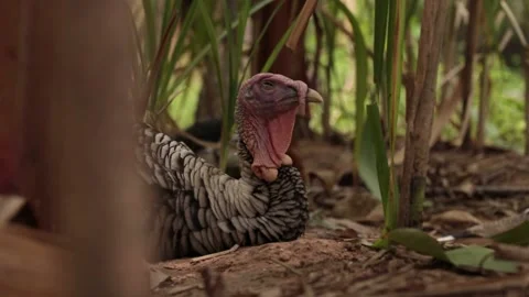 Bird turkey Stock Footage 203923308