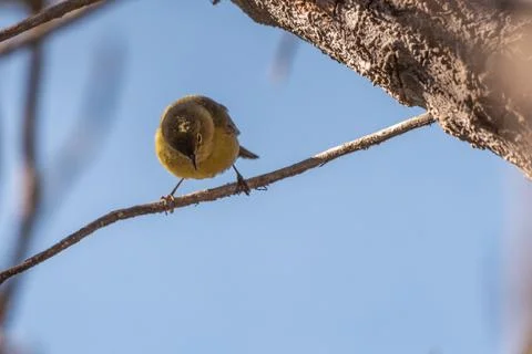 Bird turns back to danger. Stock Photos