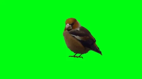 Bird turns the head Stock Footage 69216650