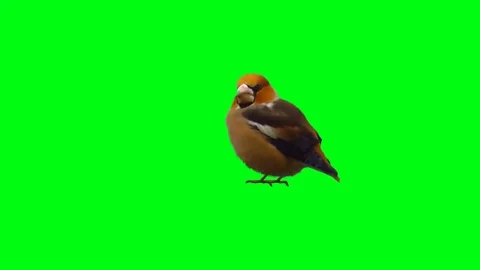 Bird turns the head Stock Footage 69216657