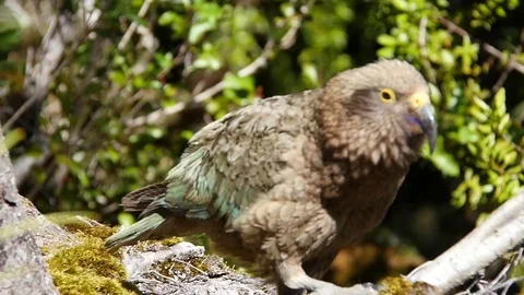 Bird Turns Towards Camera and Hops Stock Footage 77765993