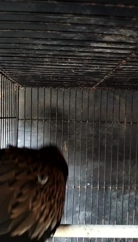 Bird turtle doves Stock Footage 323820254