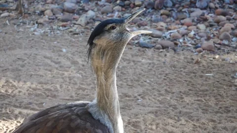 Bird Tweeting in slow motion Stock Footage 159069046