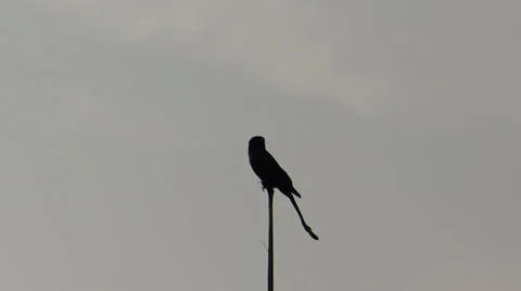 A bird on a twig Stock Footage 32864681
