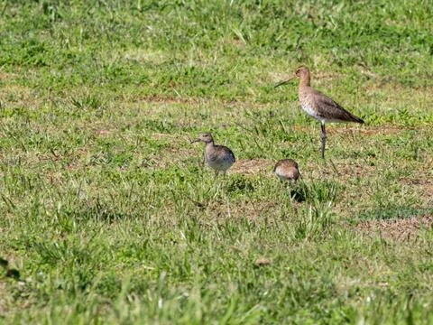 Bird with two chicks in the grass Foto stock