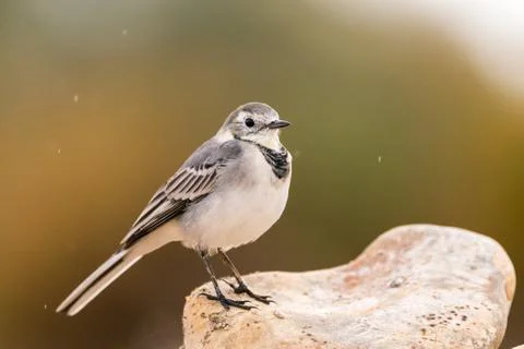 Bird under the rain Stock Photos
