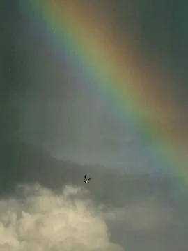Bird under the Rainbow Stock Photos