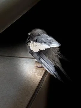 Bird under soft light Stock Photos