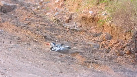 Bird of Unknown Species Rubbing Feathers in Dirt and Rocks Stock Footage 302153403