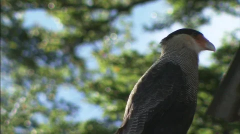 Bird Ushuaia Stock-Footage 792360