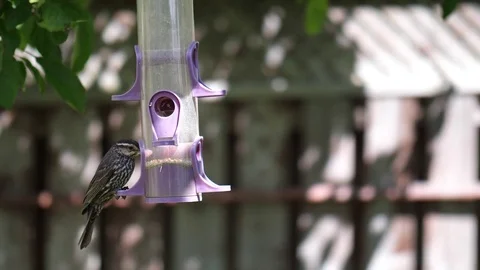 Bird using a bird feeder 스톡 동영상 77285612