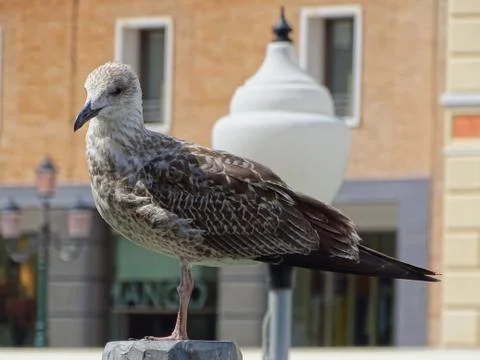Bird in Venice Stock Photos