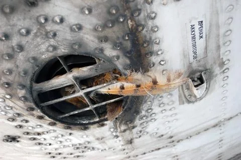 Bird in the ventilation Stock Photos