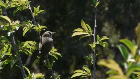 Bird On Vertical Branch Singing Stock Footage 71245773