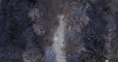Bird view of forest around Geneva Stock Footage 85669467