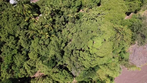 Bird view from forest in Bali Stock Footage 255872438